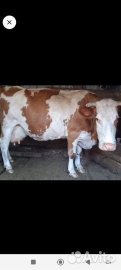 Корова высокоудойная стельная