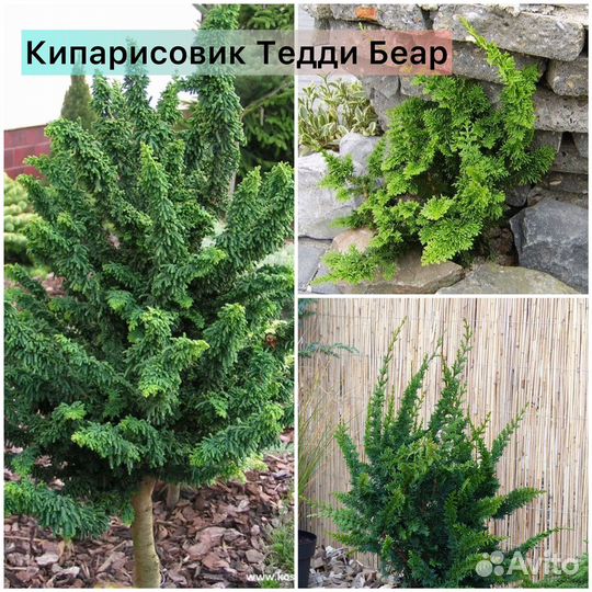 Кипарисовик Ивонн, Нана Грацилис, Эллвудс Голд