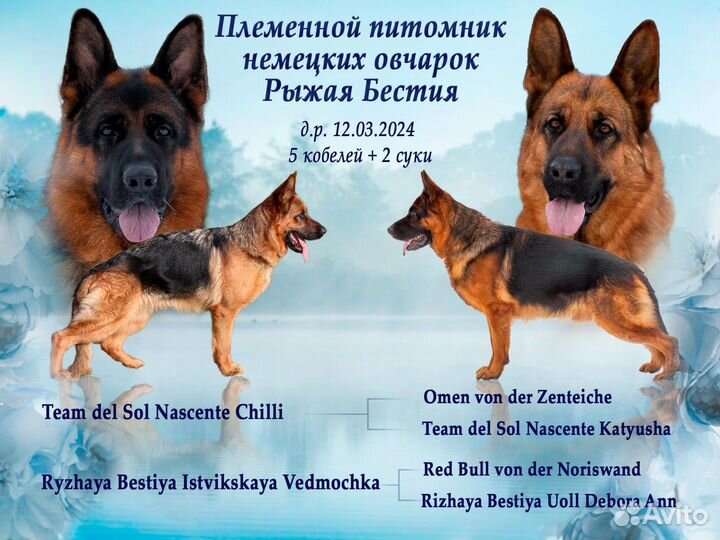 Щенок немецкой овчарки