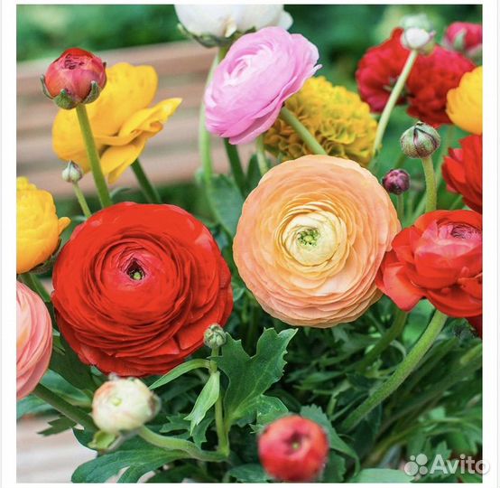 Ранункулюс луковицы