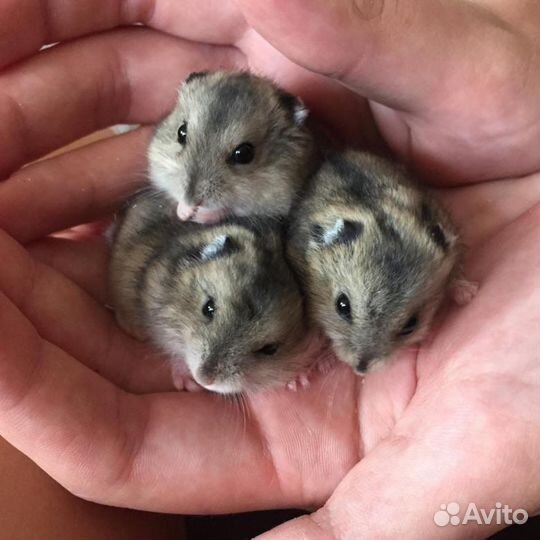 Джунгарский хомяк