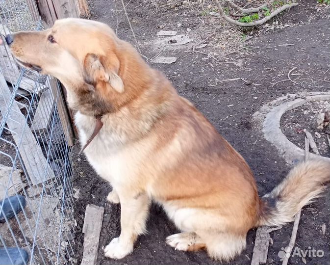 Собака в добрые руки