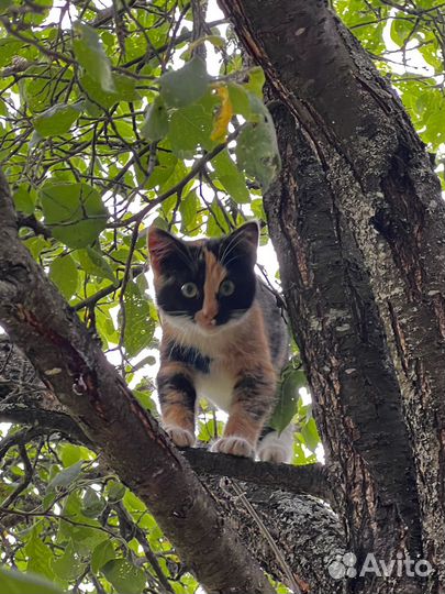 Трехцветный котенок в добрые руки