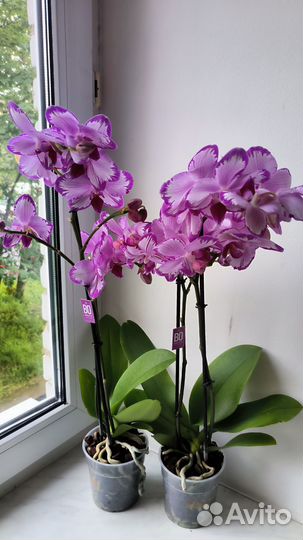 Орхидея фаленопсис Toshi Тоши цветущая