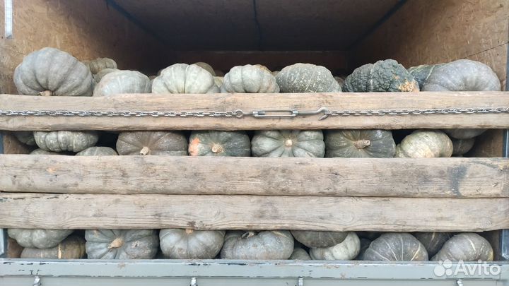 Тыква. Зимняя сладкая