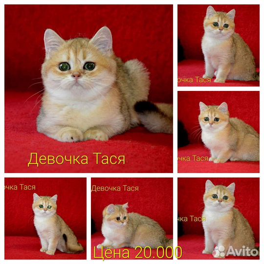 Британские