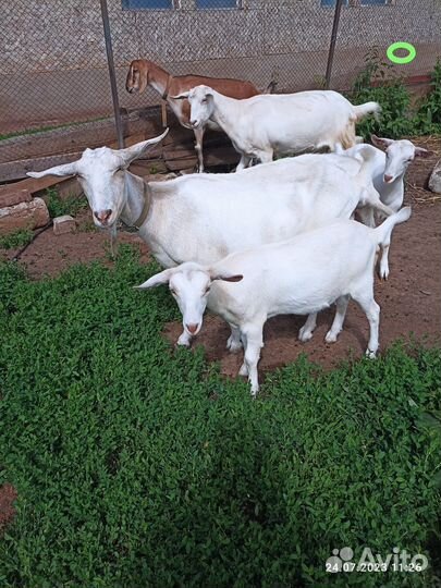 Заанинские козочки на племя