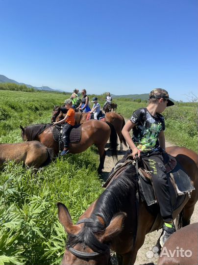 Конные прогулки и сертификаты