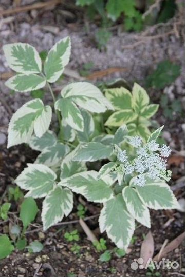 Сныть Гортензия Ирис Гейхера Купена Молодило