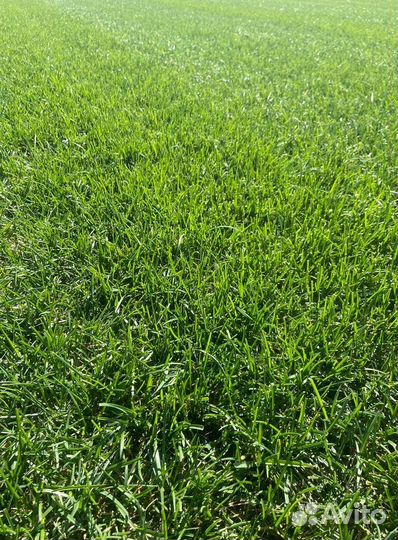 Рулонный газон/продажа