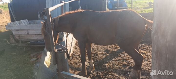 Продам жеребца 2 года