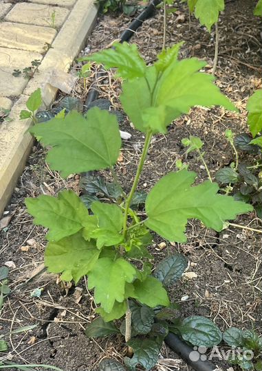 Саженец Гибискуса сирийского