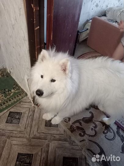 Самоедская лайка