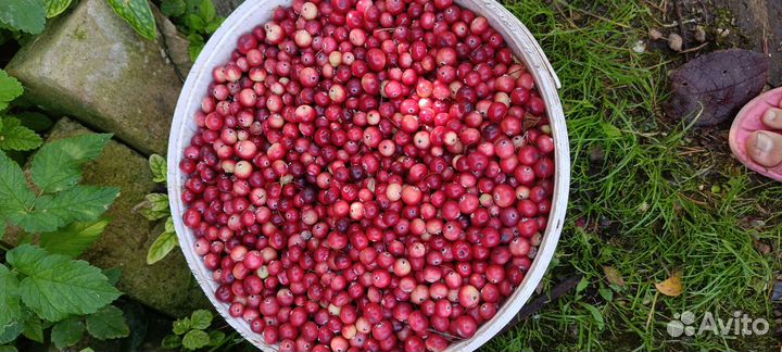 Продам клюкву