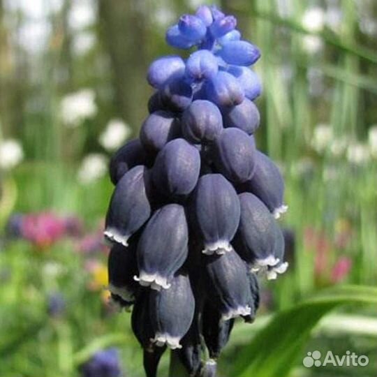 Мускари Неглектум (луковицы)