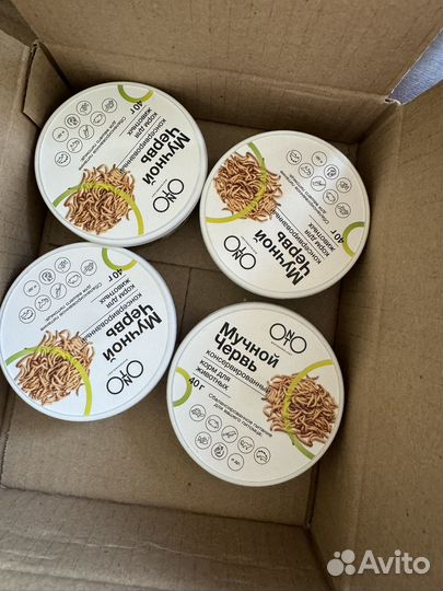 Мучной червь