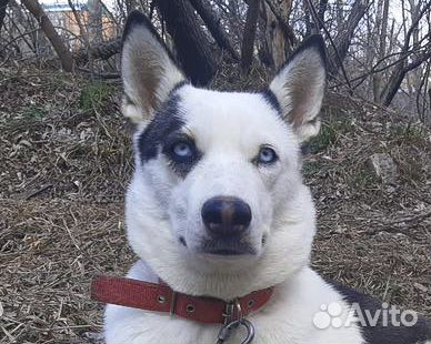 Варя - голубоглазая стерильная красавица в дар