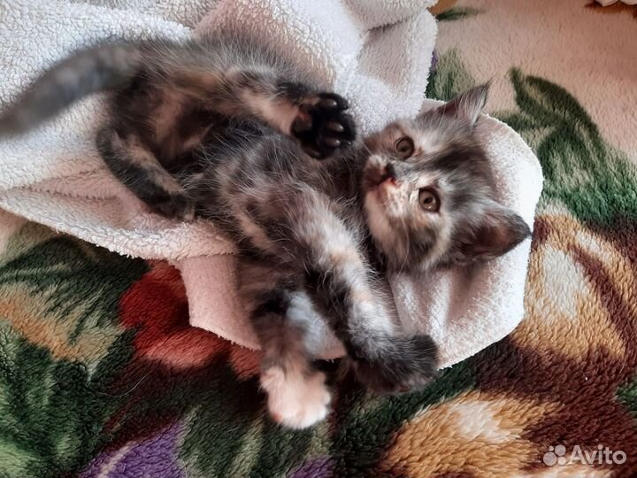 Милые котята ищут дом