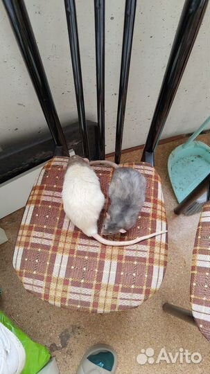 Декоративные крысы с клеткой