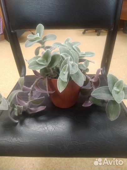 Традесканция