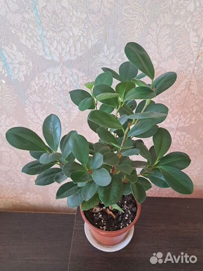 Фикус микрокарпа