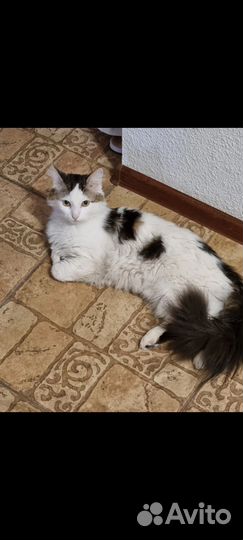 Потерялся кот