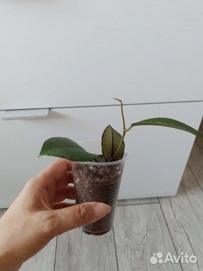 Хойя карноза