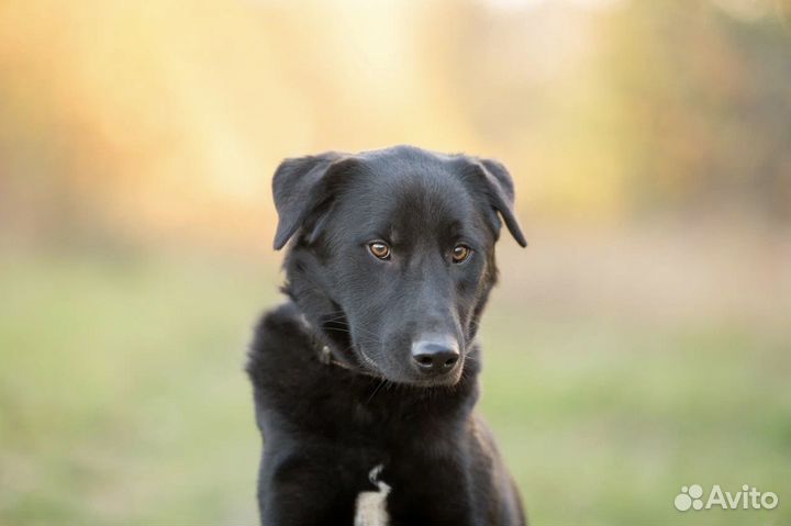 Собака из приюта