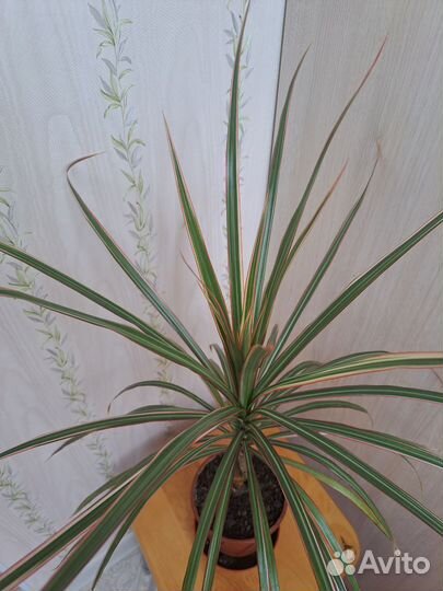 Драцена Маргината трехцветная