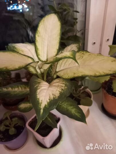 Диффенбахия грин мэджик