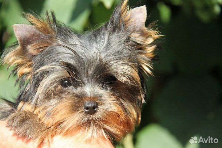 Йоркширский терьер мини девочка