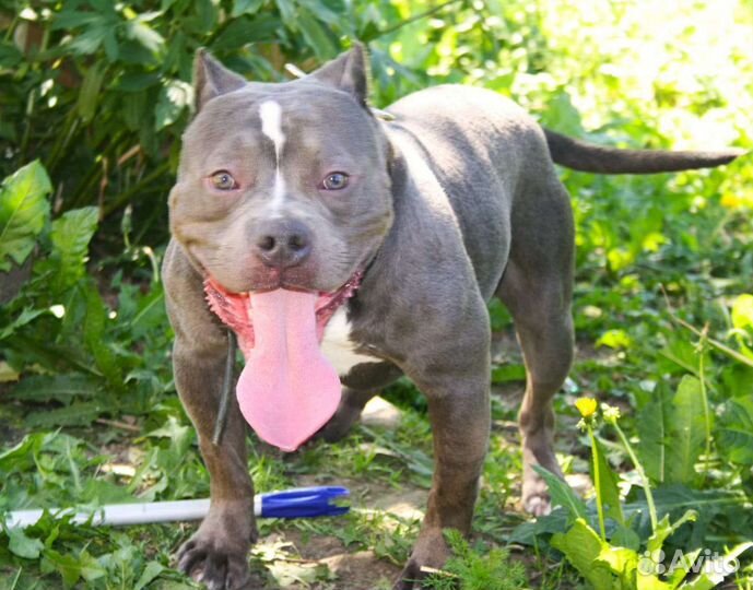 Американский булли. Вязка