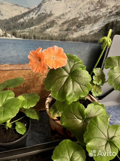 Пеларгония