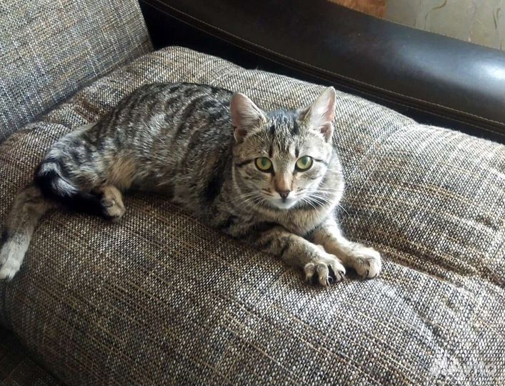 Молодая кошечка в добрые руки, стерилизована