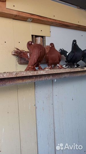 Голуби статные