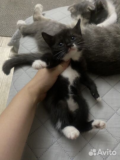 Котенок бесплатно