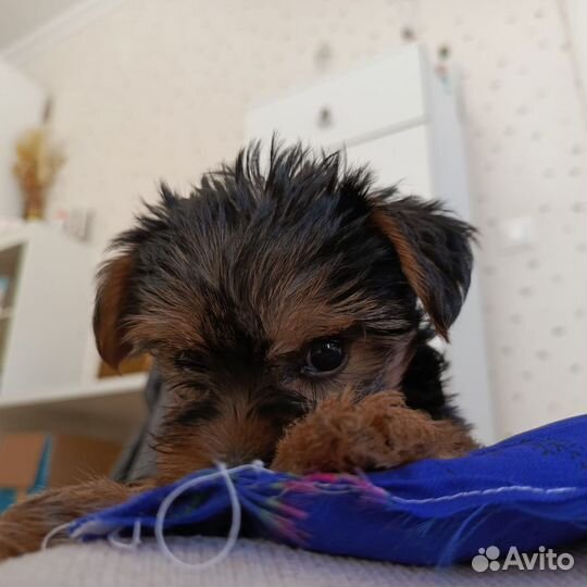 Йоркширский терьер