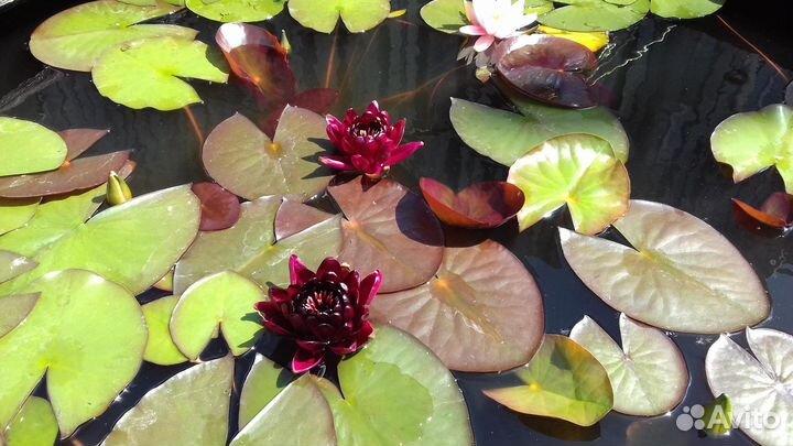 Нимфея Black Princess