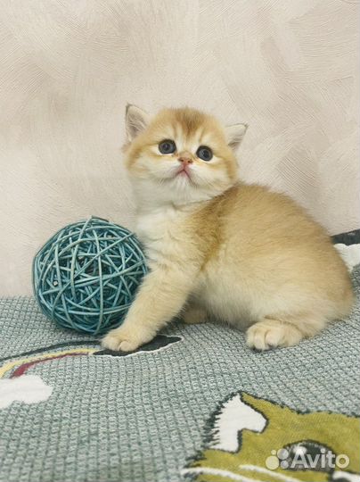 Британские котята золотая шиншилла