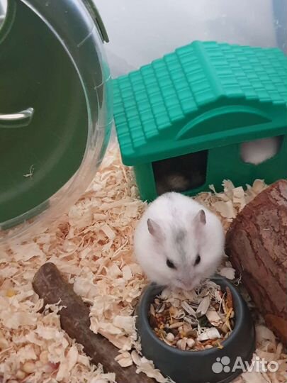 Джунгарский хомяк девочка