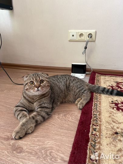 Кот для вязки шотландец