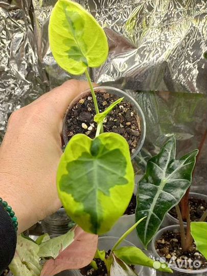 Колоказия gigante Hook. f. variegated