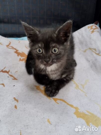 Котенок в самые добрые руки