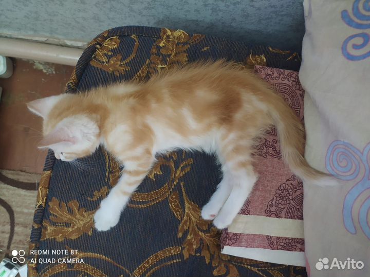 Рыжий мраморный котенок в дар