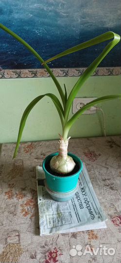 Индийский лук