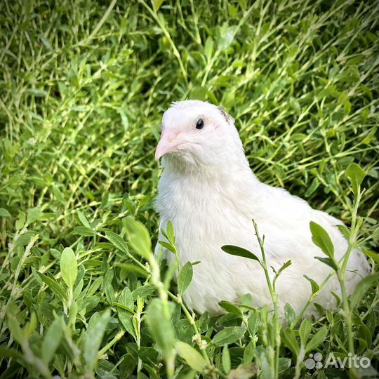 Перепела фараон феникс техас смокинговые