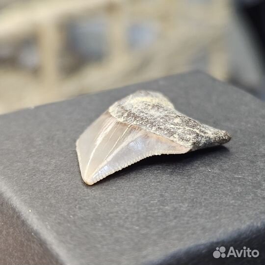 Зуб древней акулы Squalicorax окаменелость