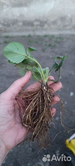 Рассада клубники