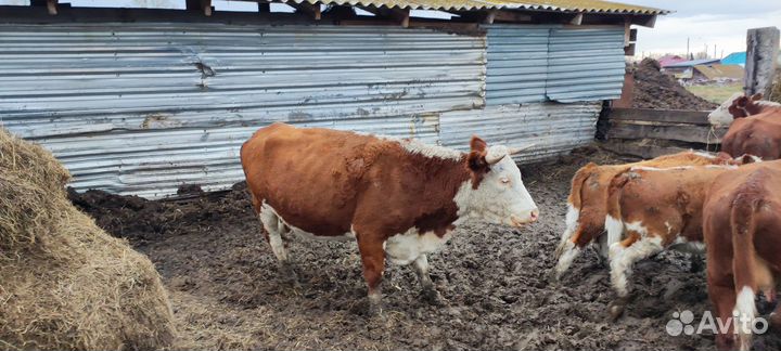 Бычки, тëлочки, коровы