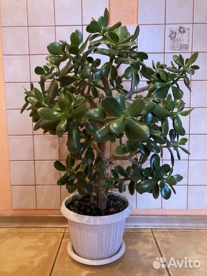 Толстянка (денежное дерево)